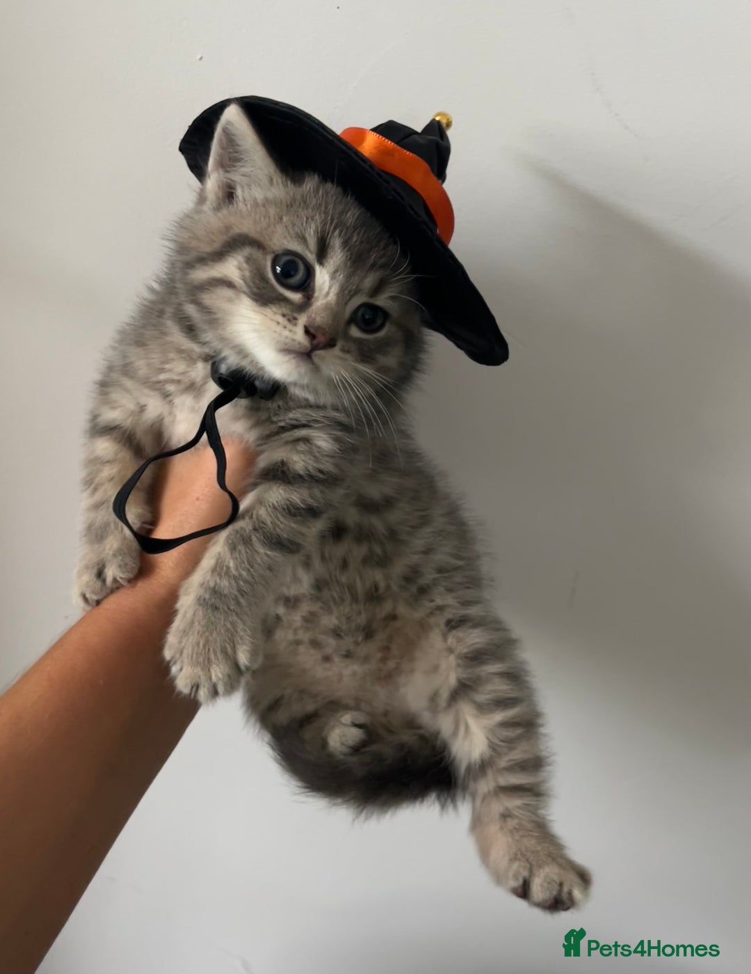 British Shorthair cats for sale: British shorthair X ragdoll  - Image 27