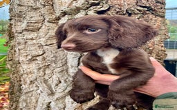 Cocker Spaniel dogs for sale: Ready Now - Wonderful Cocker Spaniels - Advert 6