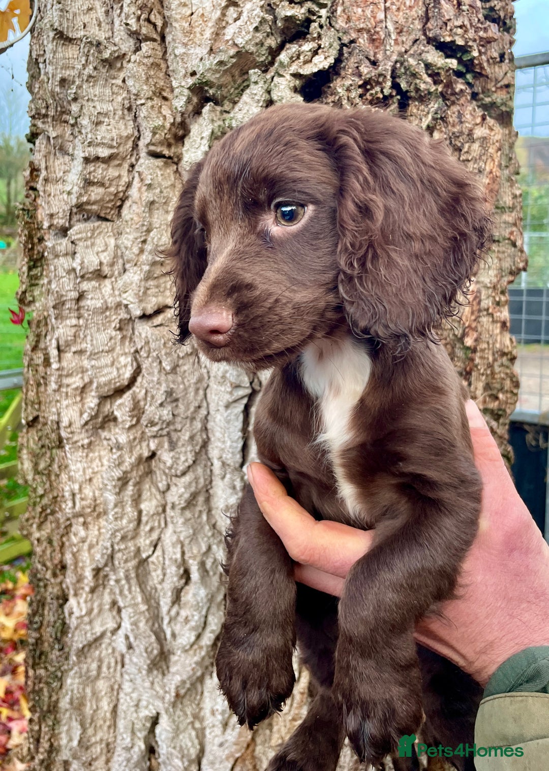 Cocker Spaniel dogs for sale: Ready Now - Wonderful Cocker Spaniels - Advert 6