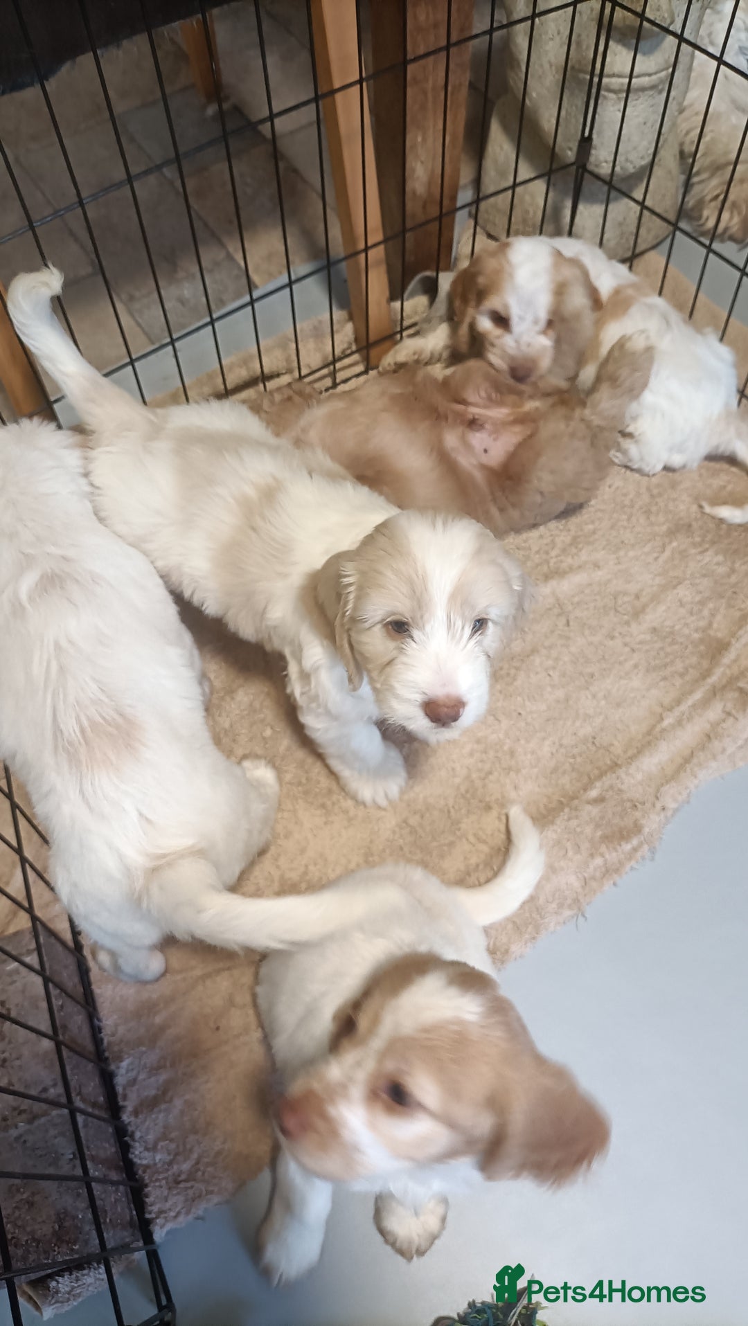 Cockapoo dogs for sale: Cockapoo F1B - Image 18