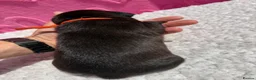 Staffordshire Bull Terrier dogs for sale: 10 Gorgeous Brindle Pups  - Advert 21