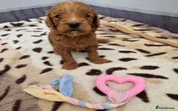 Cockapoo dogs for sale: Cockapoo puppies - Image 2