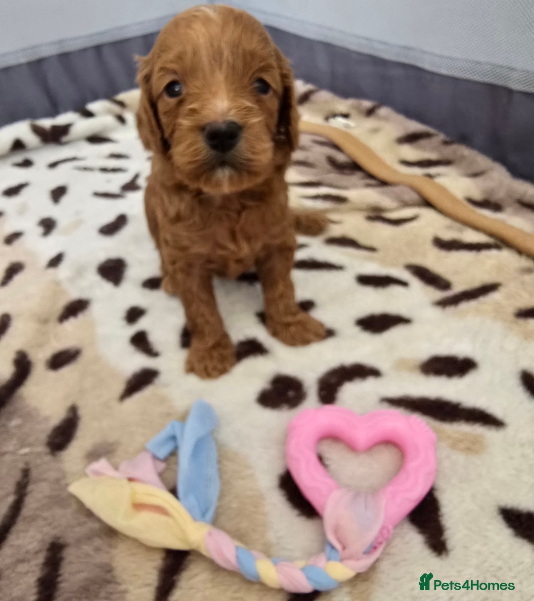 Cockapoo dogs for sale: Cockapoo puppies - Image 2