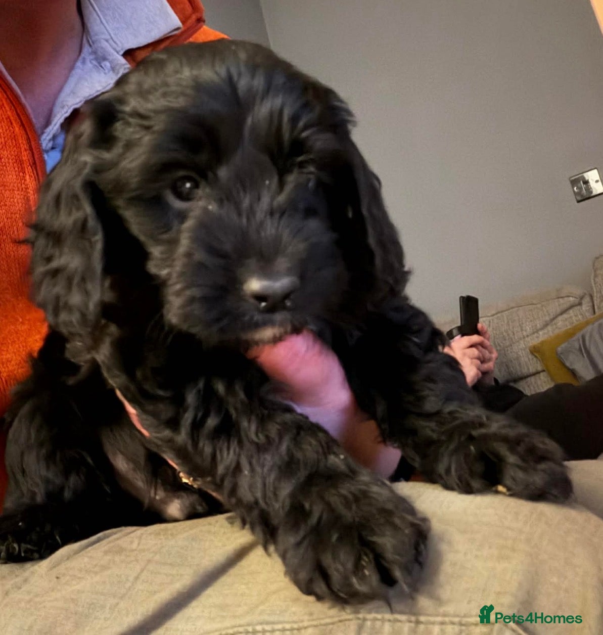 Cockapoo dogs F1 health tested Cockerpoos  in Wrexham - Advert 15