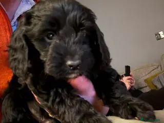 Cockapoo dogs F1 health tested Cockerpoos in Wrexham - Advert 15