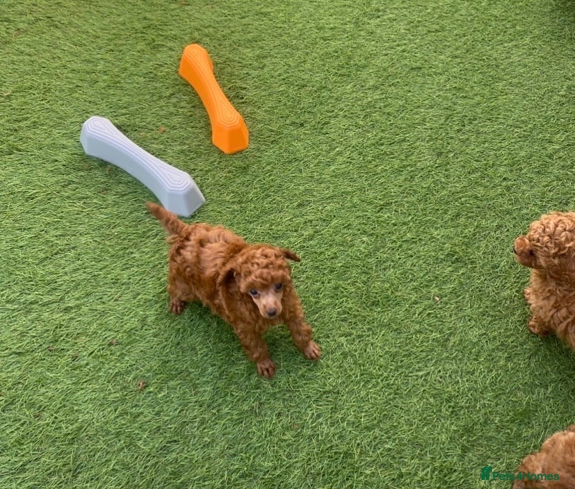 Toy Poodle dogs Kennel Club Reg.Red Toy Poodle DNA tested Parents  - Advert 2