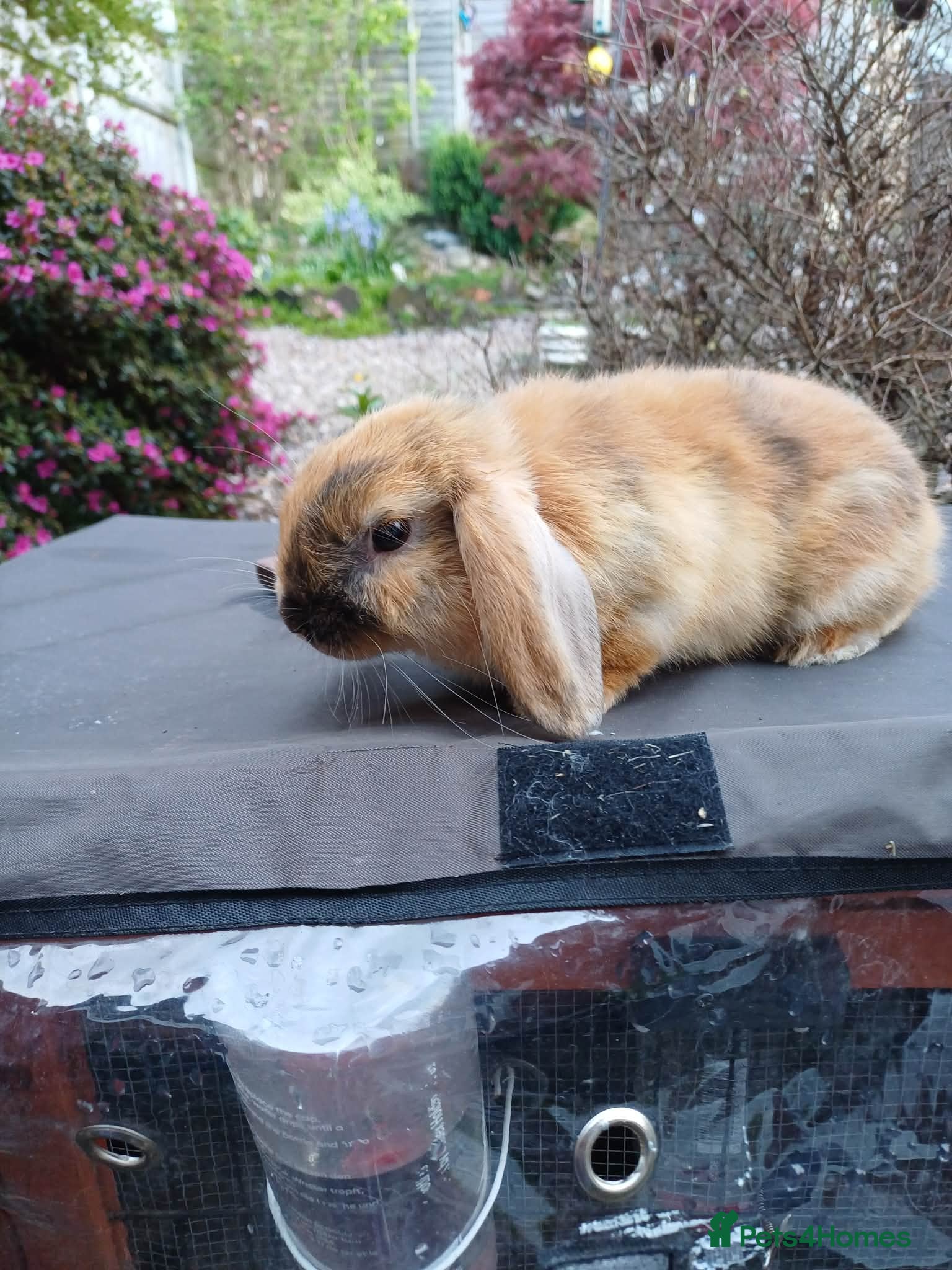 Mixed Breed rabbits 1 male mini lop - 8 weeks 3 days old - Advert 22