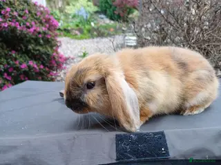 Mixed Breed rabbits 1 male mini lop - 8 weeks 3 days old - Advert 22