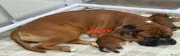 Boxer dogs for sale: Beautiful boxer puppies  - Advert 26