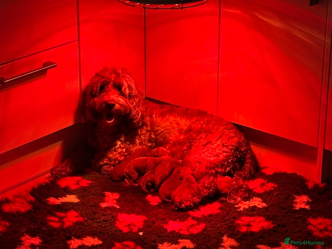 Cockapoo dogs for sale: Stunning F1B Cockapoos - Advert 18