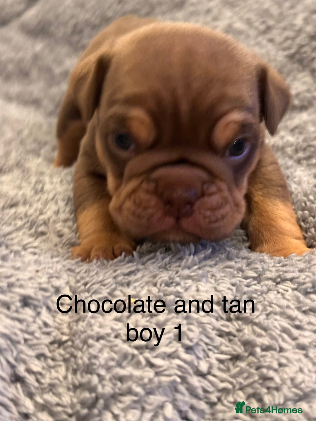 English Bulldog dogs for sale: QUALITY 5* ENGLISH BULLDOG PUPPIES - Advert 20