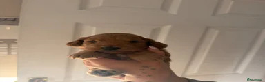 Cockapoo 2