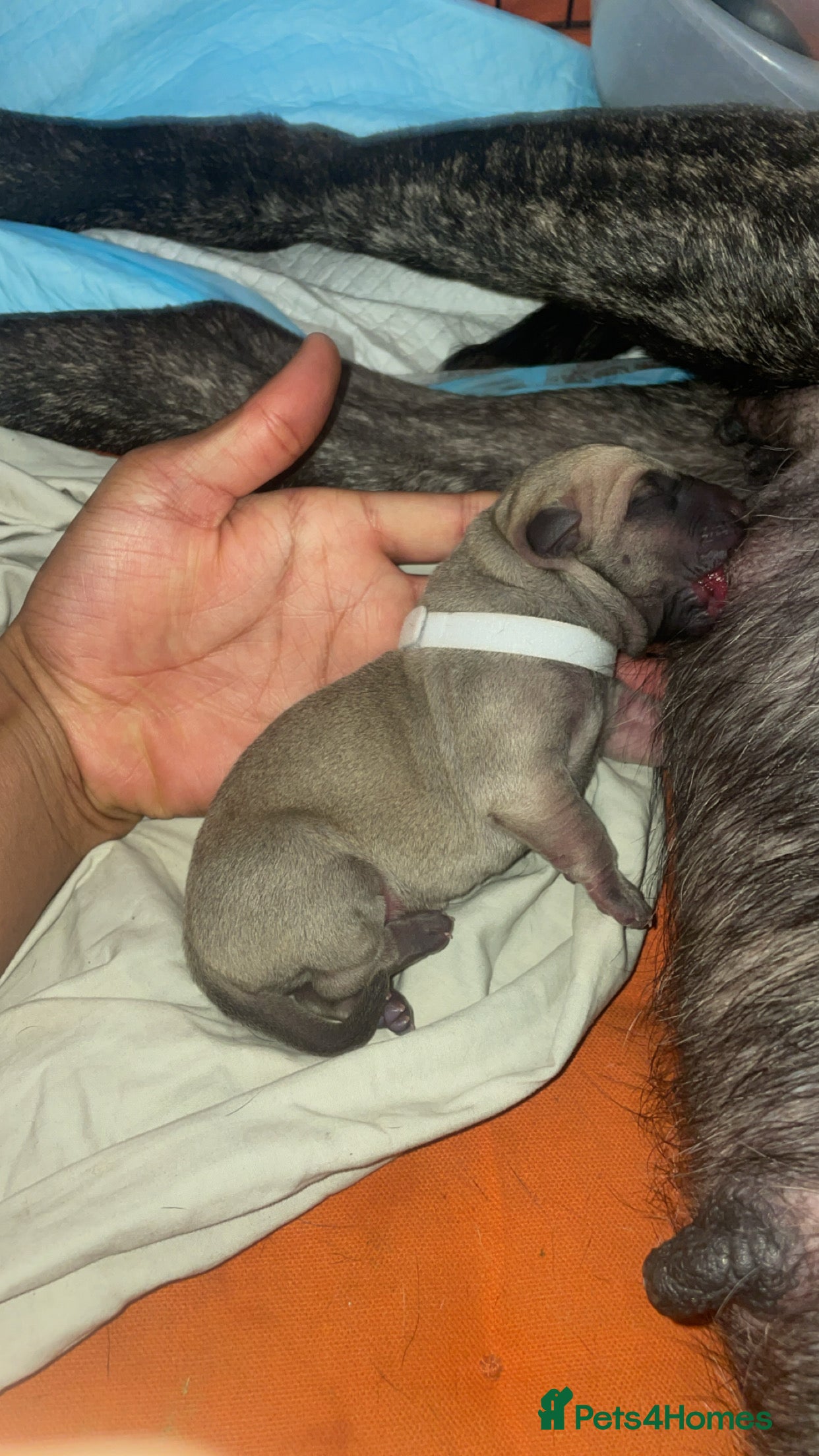 Presa Canario dogs PURE PRESA CANARIO PUPPIES SERBIAN BLOODLINE - Advert 2