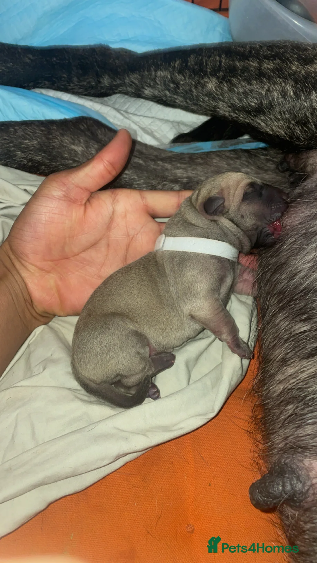 Presa Canario dogs for sale: PURE PRESA CANARIO PUPPIES SERBIAN BLOODLINE - Advert 1