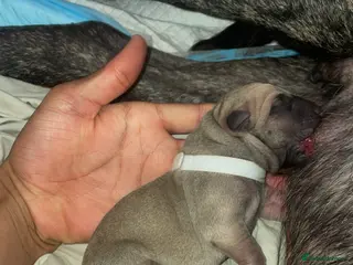 Presa Canario dogs PURE PRESA CANARIO PUPPIES SERBIAN BLOODLINE - Advert 2