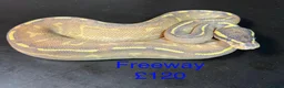 Python Snake reptiles for sale: Mixed juvinile royals - Advert 15
