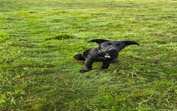 Mixed Breed dogs for sale: Tilly the Sheprador GSD/Lab cross - Image 1