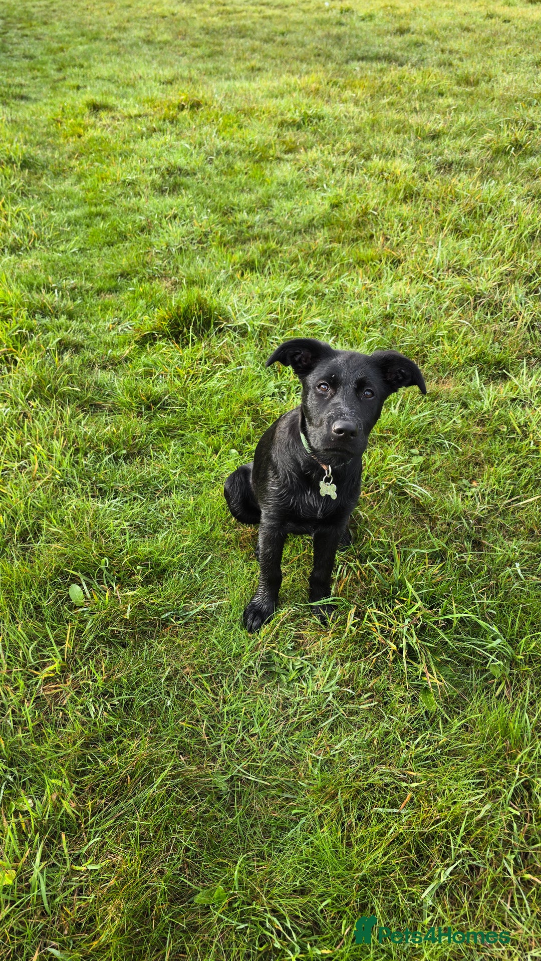 Mixed Breed dogs for sale: Tilly the Sheprador GSD/Lab cross - Image 1