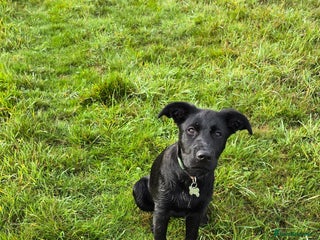 Mixed Breed dogs for sale - Advert 1