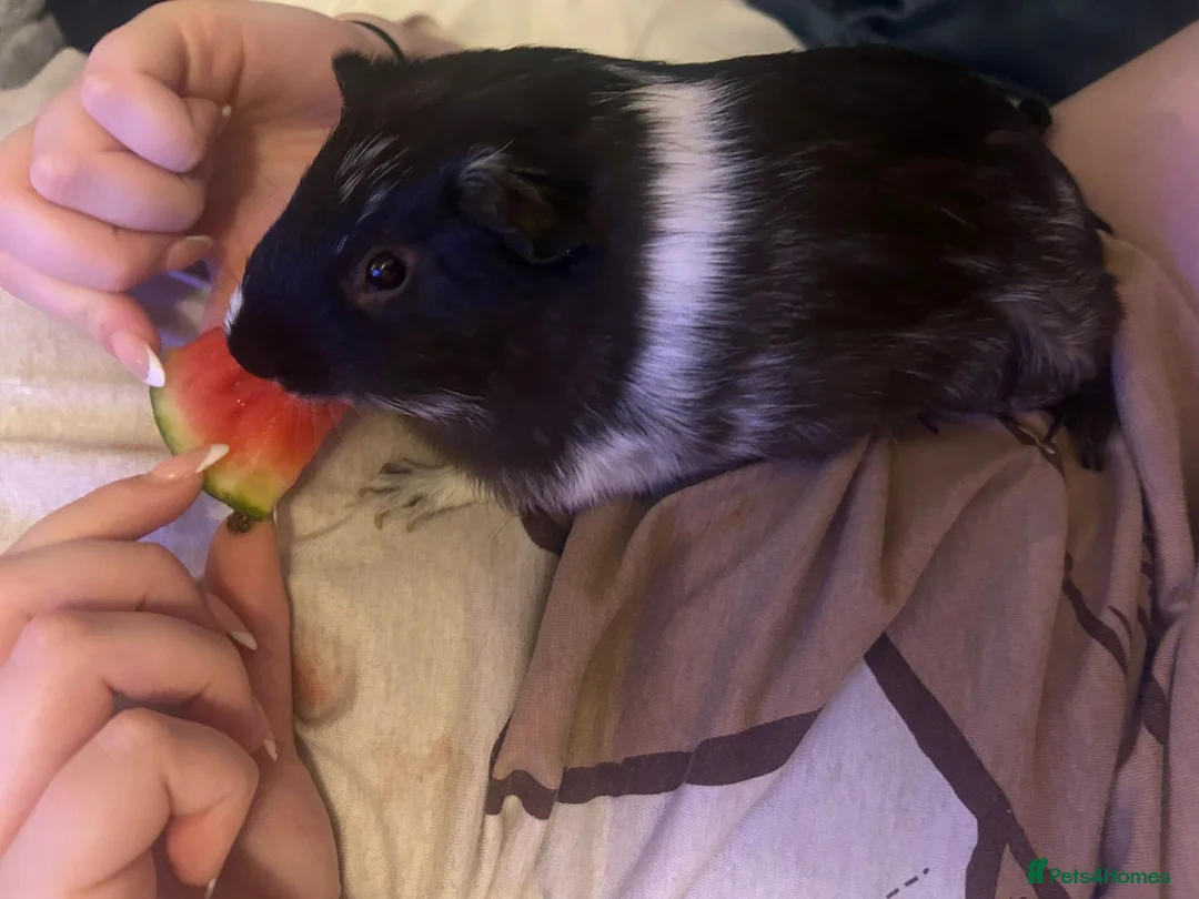 Guinea Pig rodents for sale: Milo and Max looking for a new home in Dartford - Advert 3