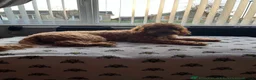 Cockapoo dogs for sale: Extensively Health Tested Parents! Beautiful! - Advert 32