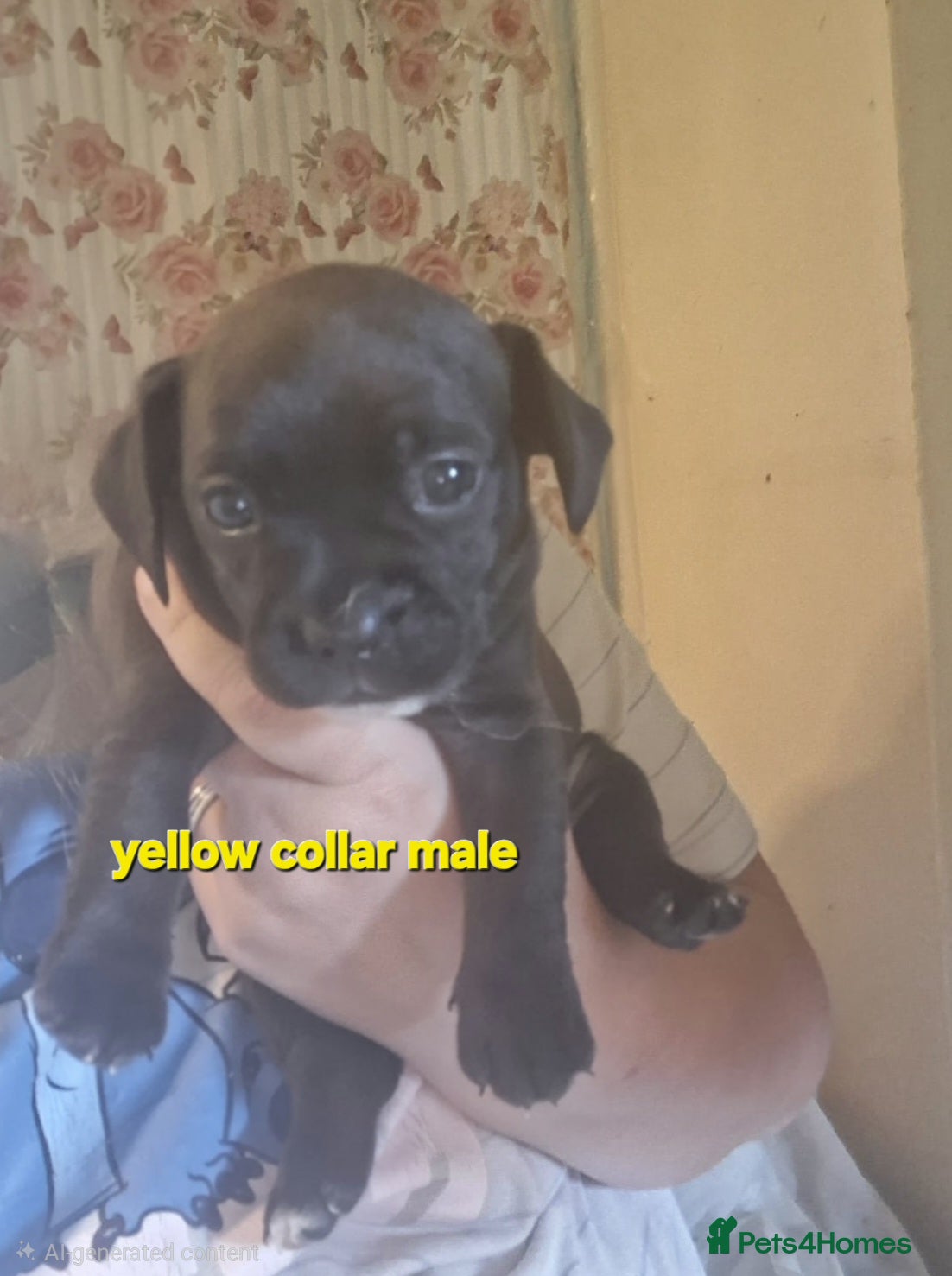 Mixed Breed dogs for sale: Frenchie puppies for sale - Advert 5