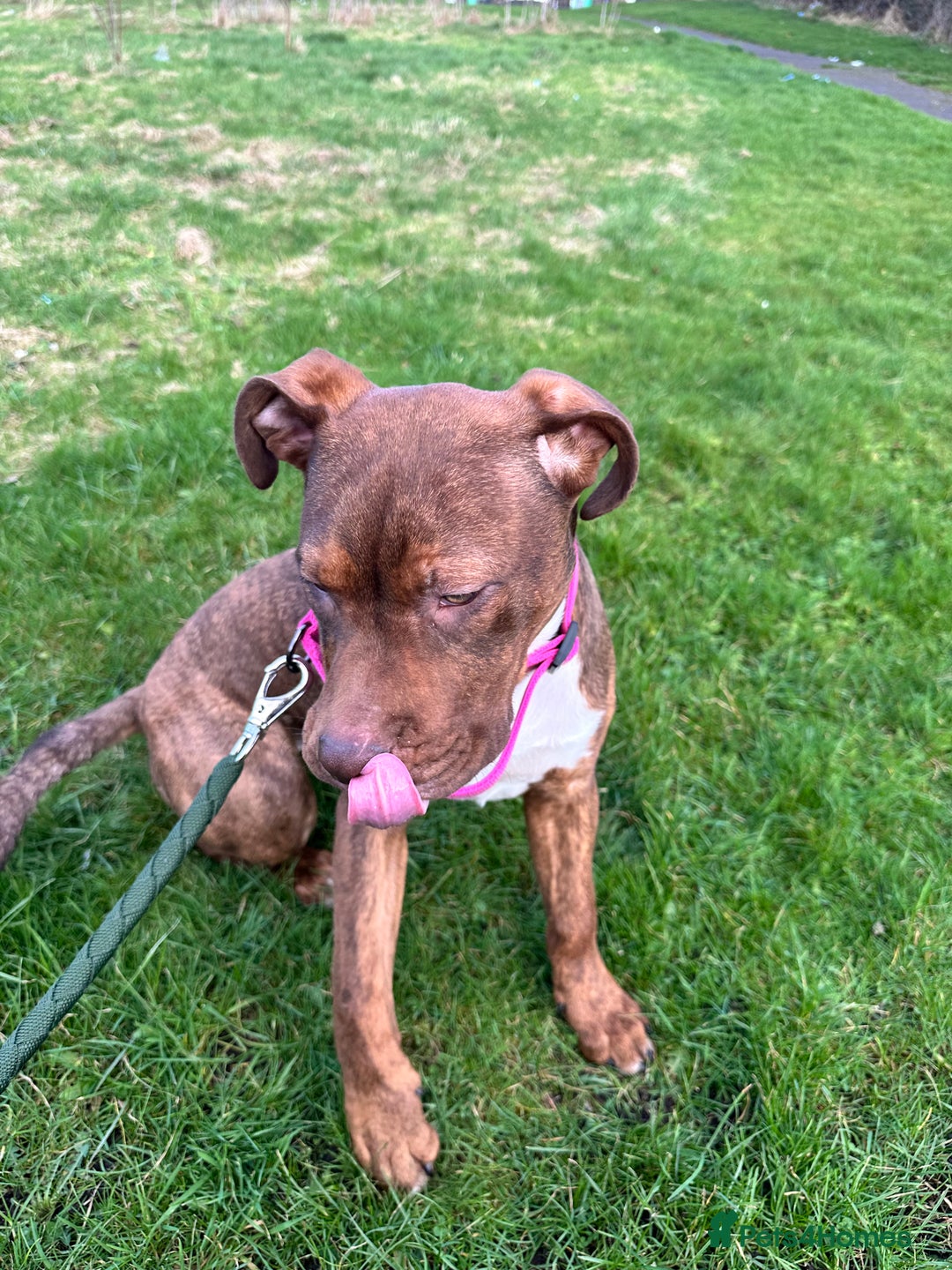 Presa Canario dogs for sale: Dog for sale - Advert 3