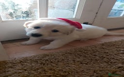 German Shepherd dogs for sale: White German Shepherd - Image 1