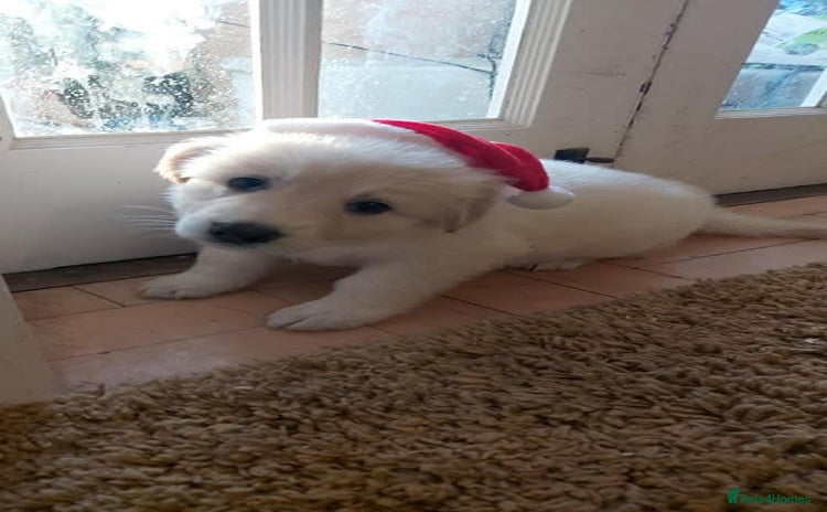 German Shepherd dogs - Advert 8