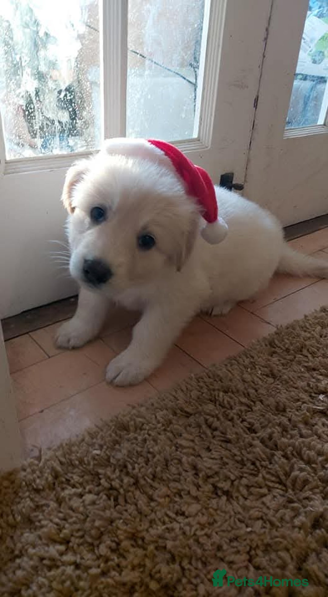 German Shepherd dogs for sale: White German Shepherd - Image 1