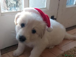 German Shepherd dogs for sale - Advert 1