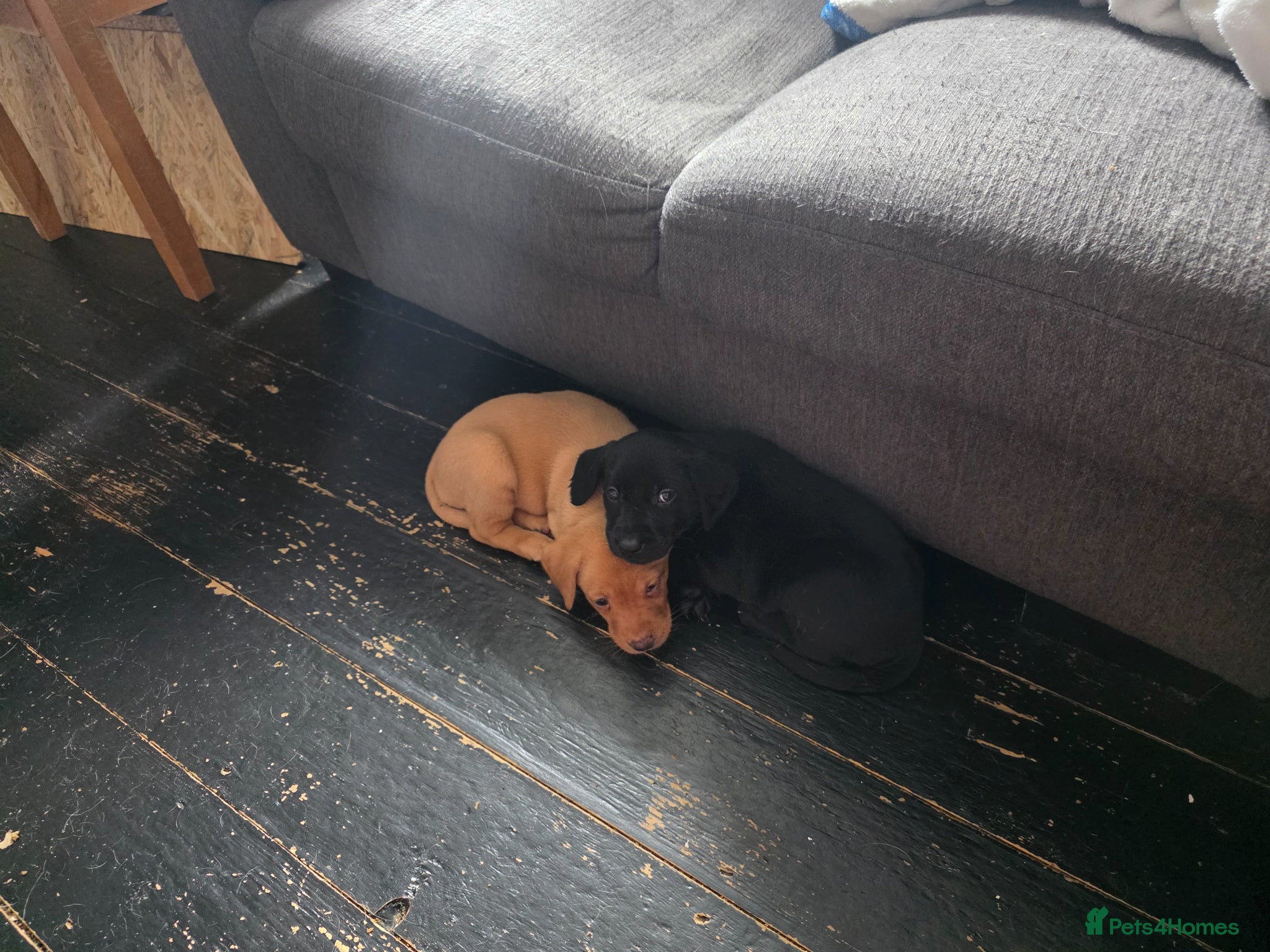 Labrador Retriever dogs for sale: 2 Non KC Labrador puppies in Withernsea - Advert 8