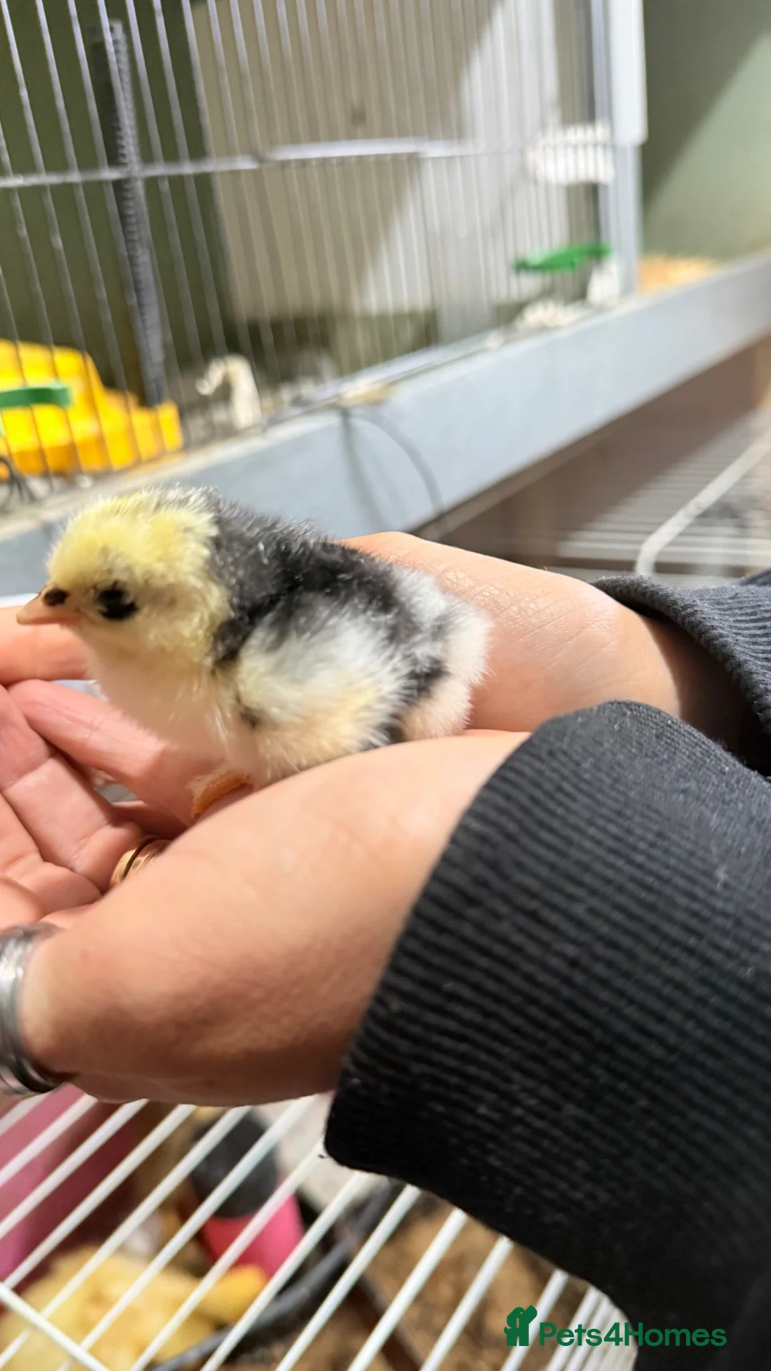 Chickens poultry for sale: Pekin bantam chicks - week old  - Advert 2