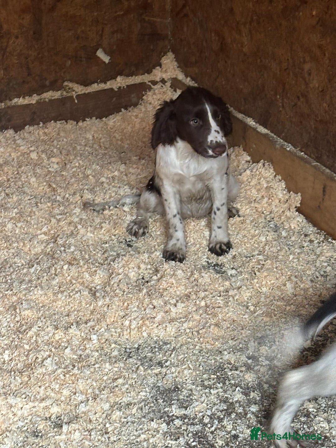 Sprocker dogs for sale: Cocker  - Image 8