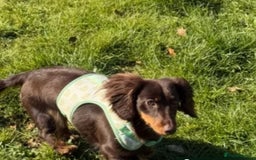 Miniature Dachshund dogs for sale: Long-haired miniature Dachshund choc/tan female  - Image 1