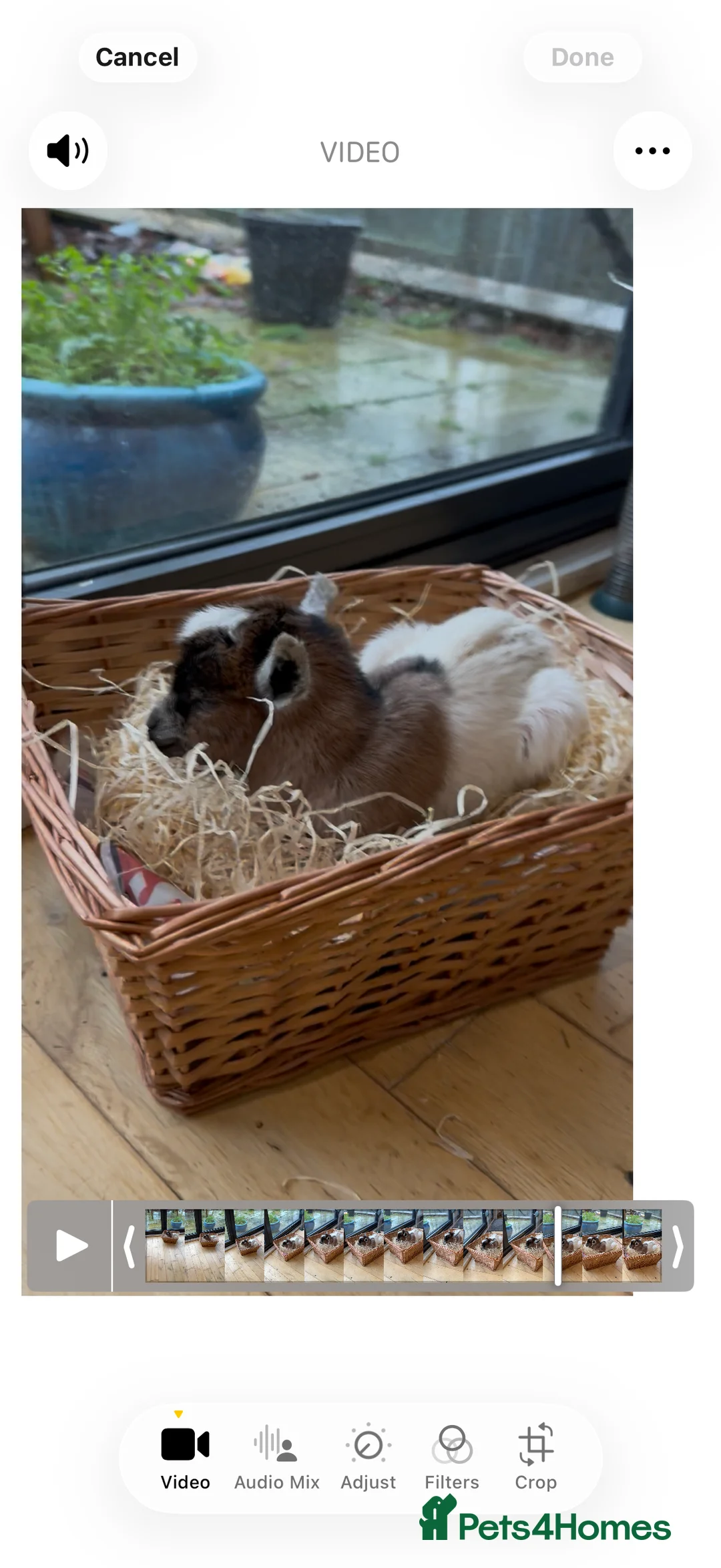 Goats livestock for sale: ADORABLE TINY BABY PYGMY GOATS  - Advert 2