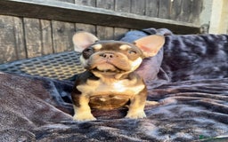 French Bulldog dogs for sale: Ready now, lovely lilac/chocolate French bulldogs in Maidstone - Image 2