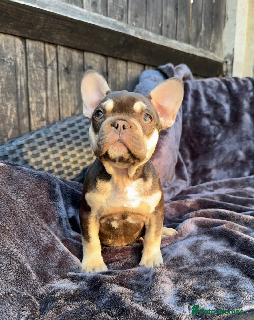 French Bulldog dogs for sale: Ready now, lovely lilac/chocolate French bulldogs in Maidstone - Image 2