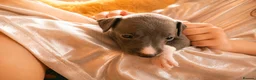 Italian Greyhound dogs for sale: 1 BOY LEFT Italian Greyhound Puppies - Advert 8
