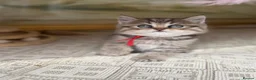 British Longhair cats for sale: TICA British Longhair Golden Girls – Ready Now - Advert 6