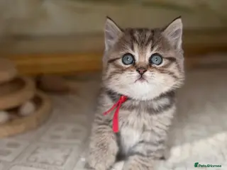 British Longhair cats TICA British Longhair Golden Girls – Ready Now - Advert 7