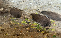 Peafowl poultry for sale: Mixed peafowl 10 weeks old  - Image 14