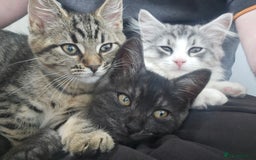 Persian cats for sale: Tabby female with full set up ready to go. - Image 4