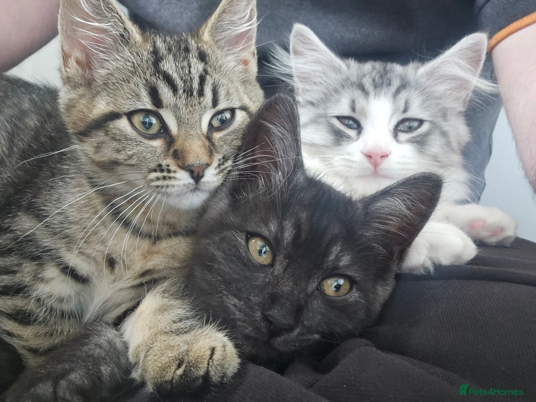 Persian cats for sale: Tabby female with full set up ready to go. - Image 4