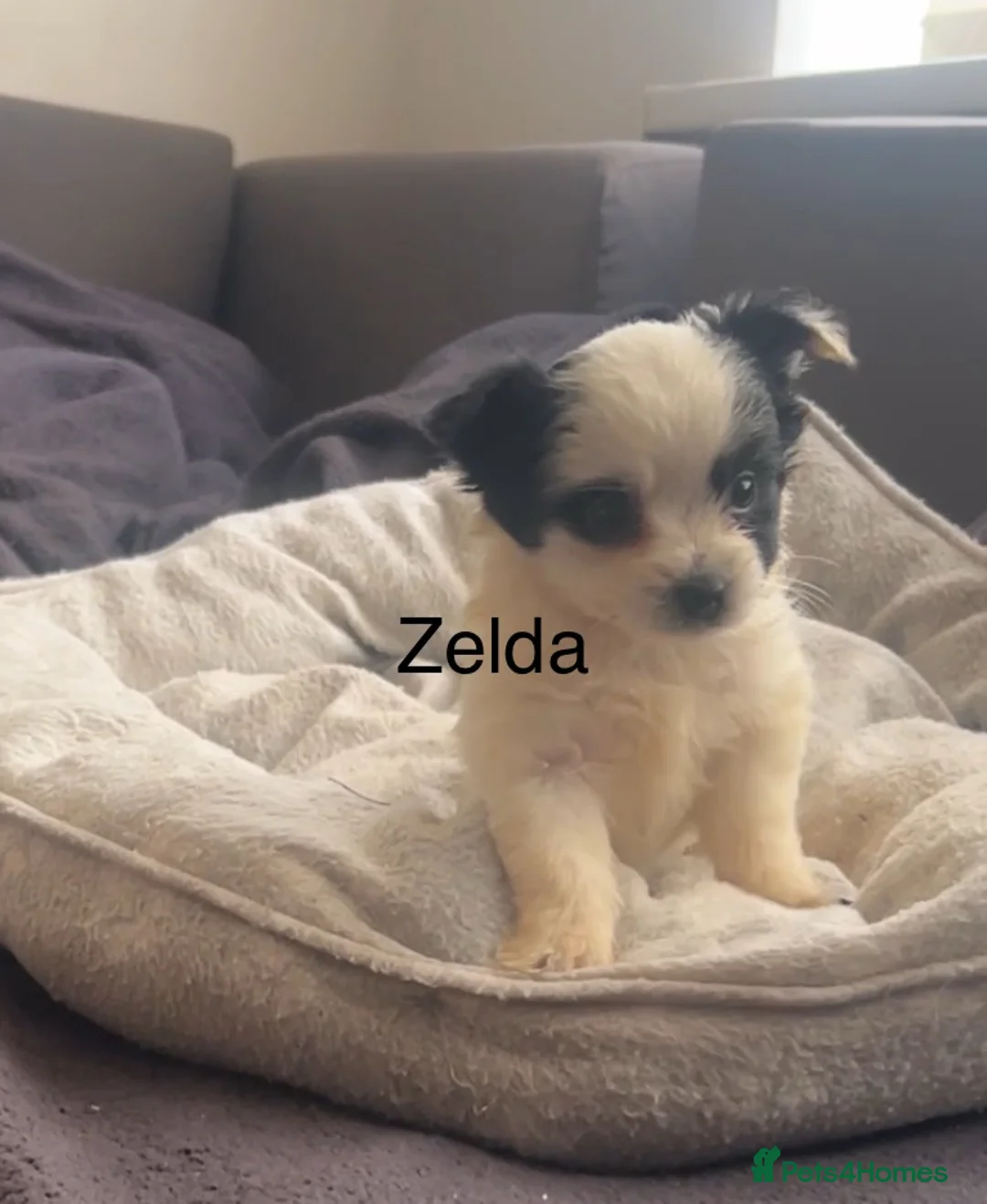 Biewer Terrier dogs for sale: Beautiful Biewer terrier puppies for sale  - Advert 19