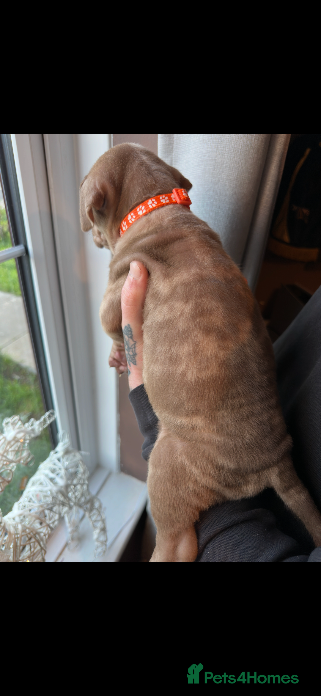 Mixed Breed dogs for sale: Presa X Neo puppies - Advert 24