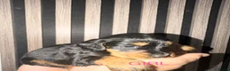 Cocker Spaniel dogs for sale: Cocker Spaniel Puppies  in Ashford - Advert 20