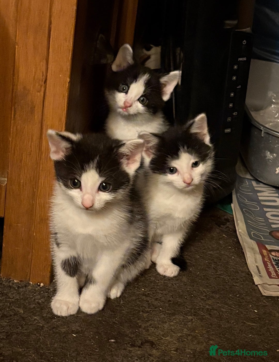Mixed Breed cats for sale: Mixed breed kittens  - Image 4
