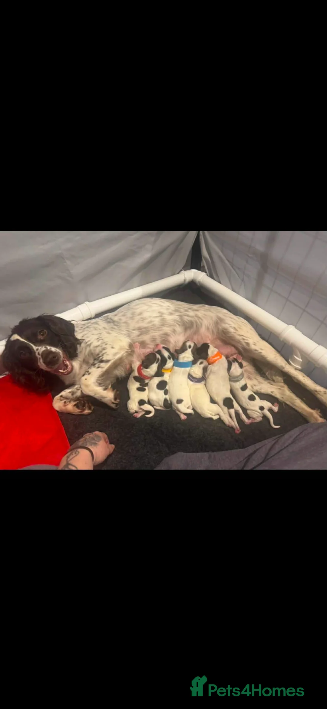 Sprocker dogs for sale: Sprocker spaniel puppy - Advert 2
