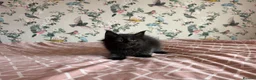 Maine Coon cats for sale: 4 beautiful playful Maine Coon kittens  in Glastonbury - Advert 8